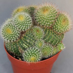 Read more about the article Eriocactus leninghausii