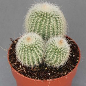Read more about the article Eriocactus leninghausii albispina
