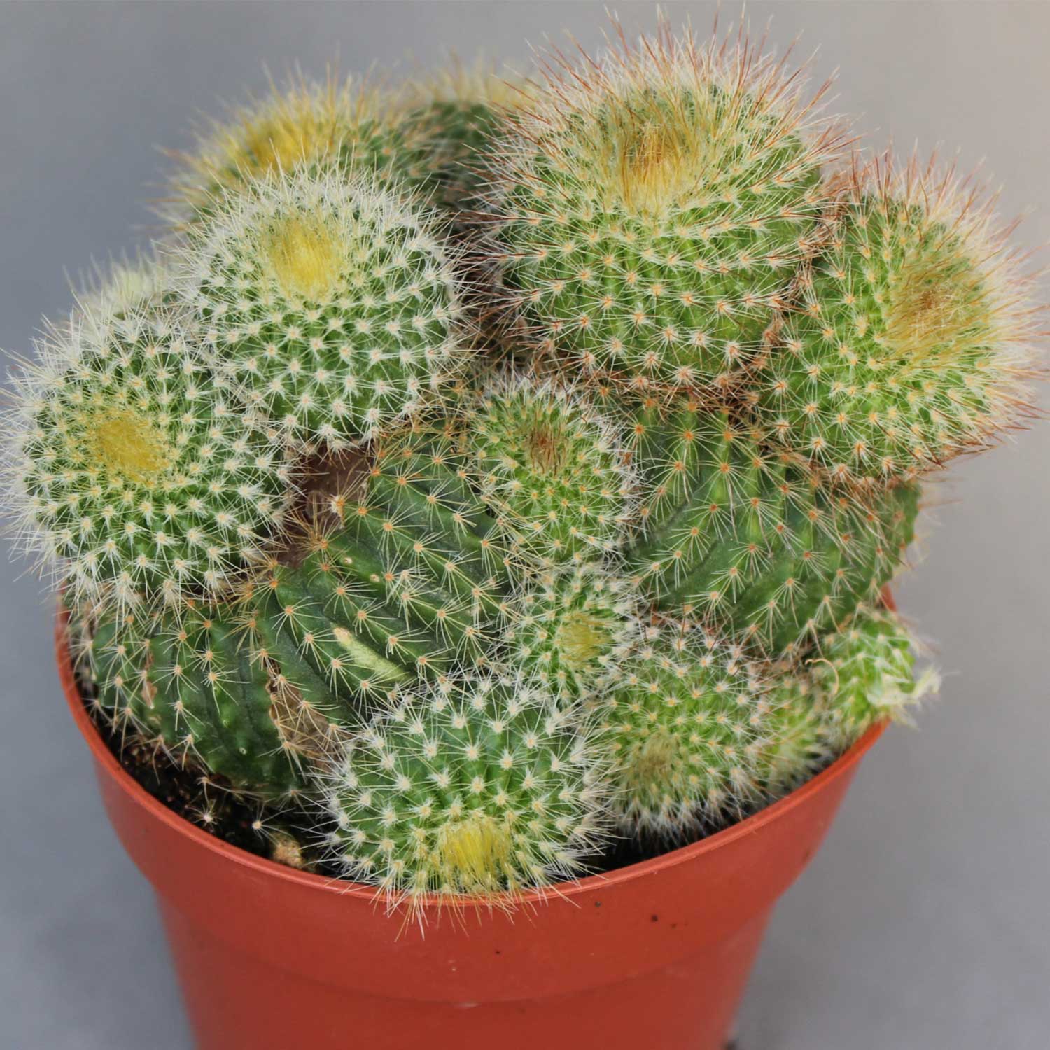 You are currently viewing Eriocactus leninghausii