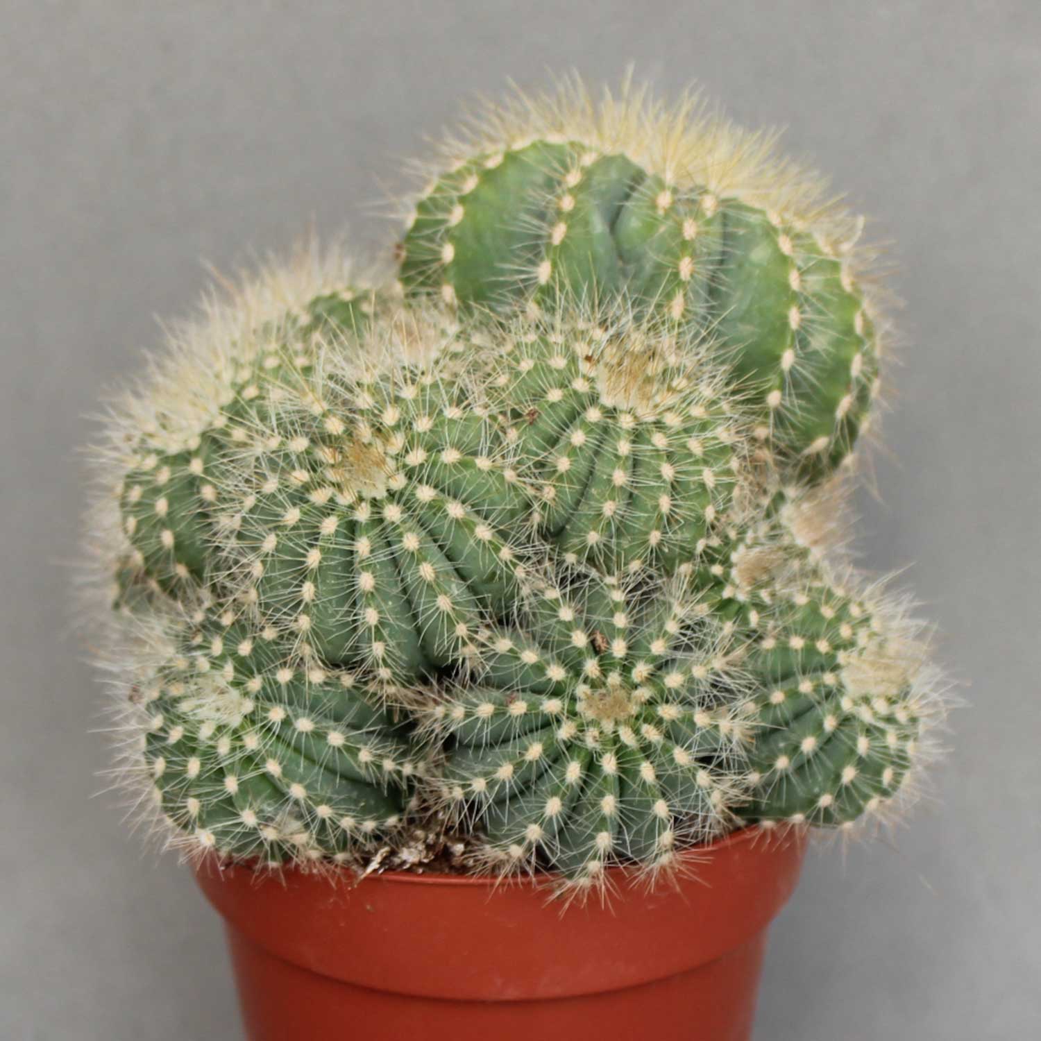 You are currently viewing Eriocactus warasii