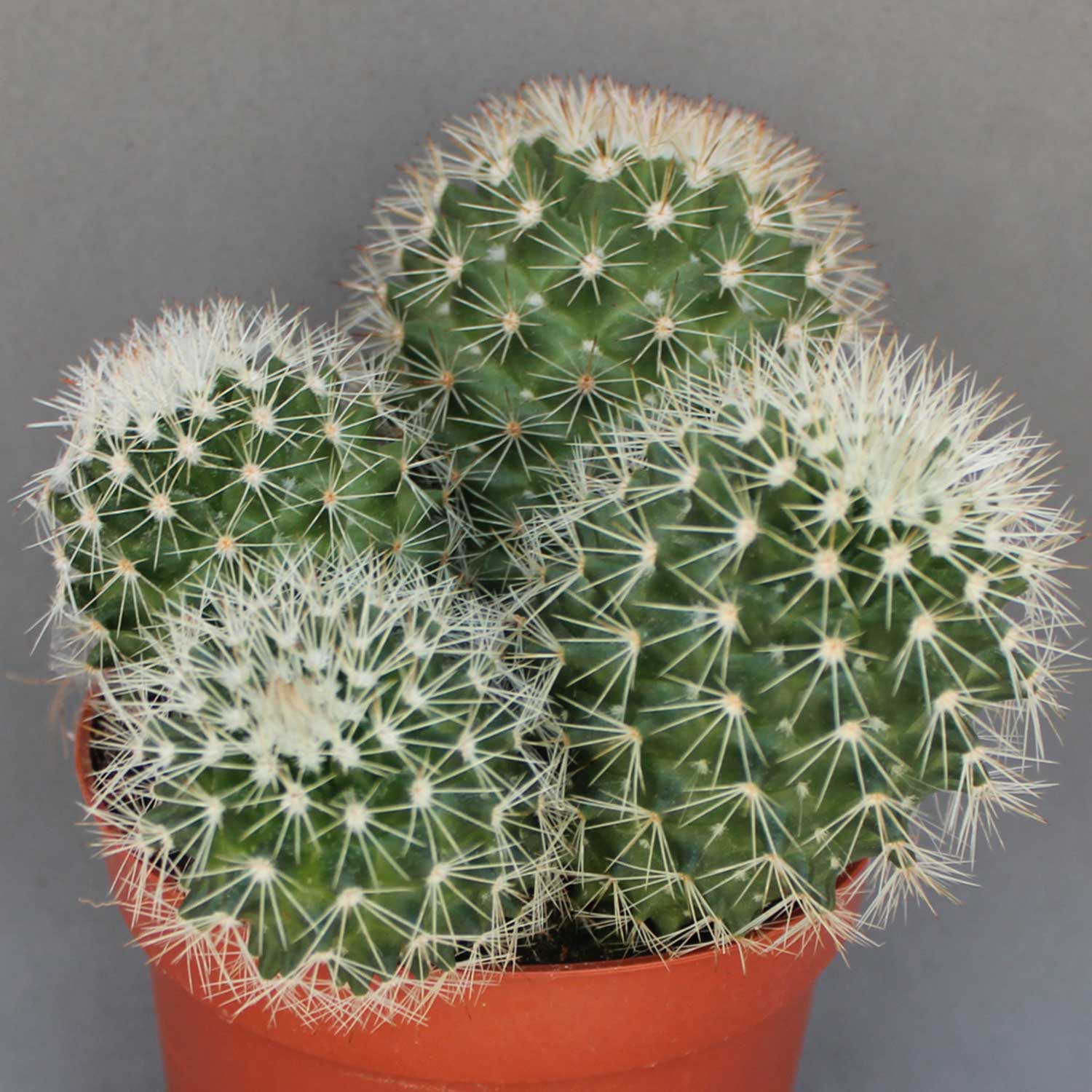 You are currently viewing Mammillaria ernestii albispina