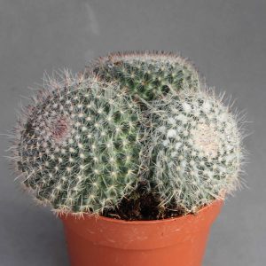 Read more about the article Mammillaria haniana
