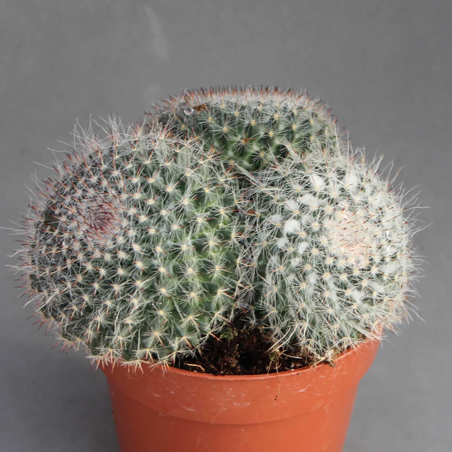 You are currently viewing Mammillaria haniana