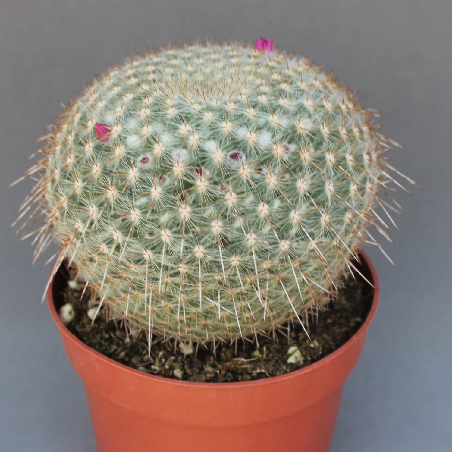 You are currently viewing Mammillaria muehlenpfordtii