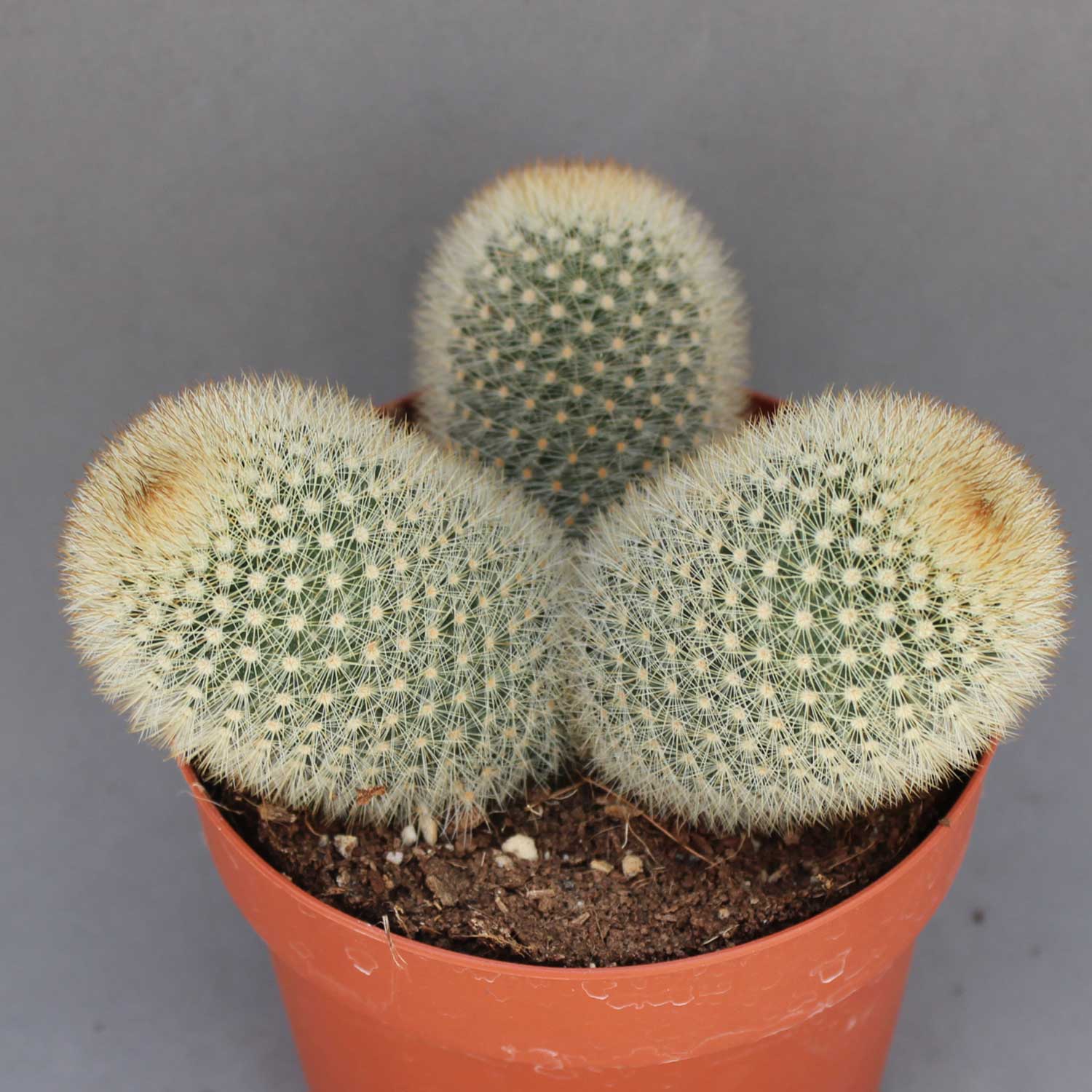 You are currently viewing Mammillaria pilcayensis