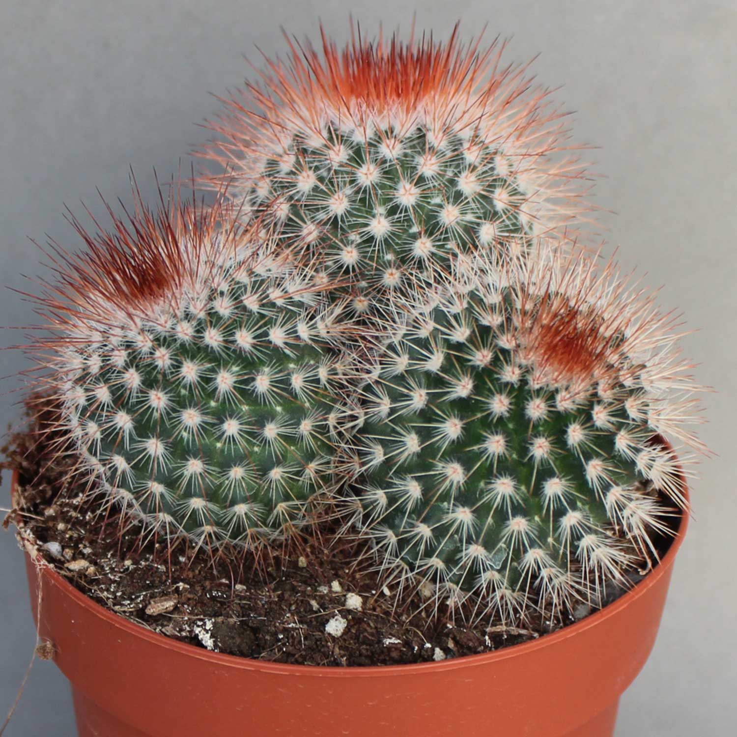 You are currently viewing Mammillaria spinosisima rubra