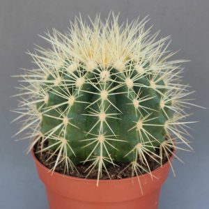 Read more about the article Echinocactus grusonii