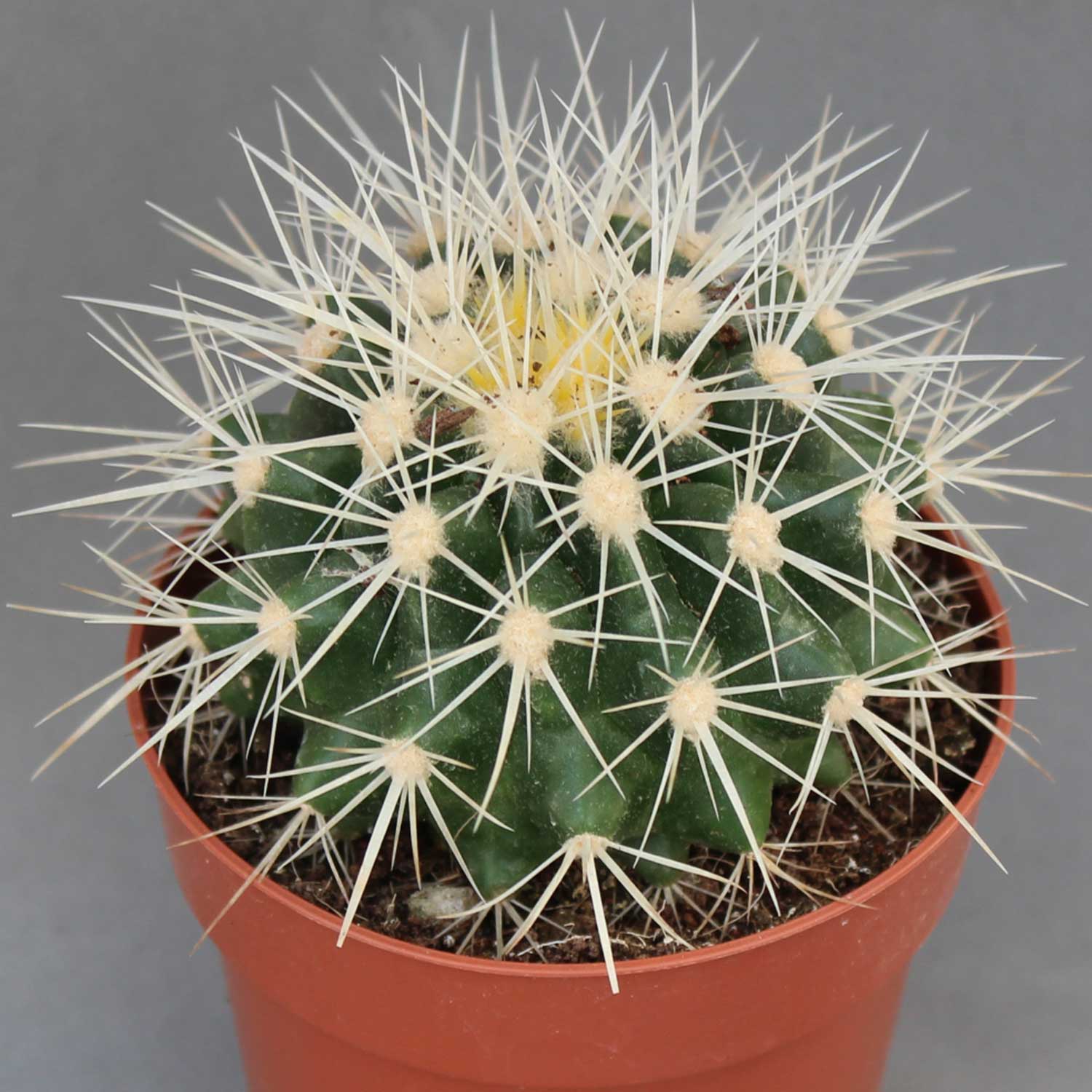 You are currently viewing Echinocactus grusonii albispinus