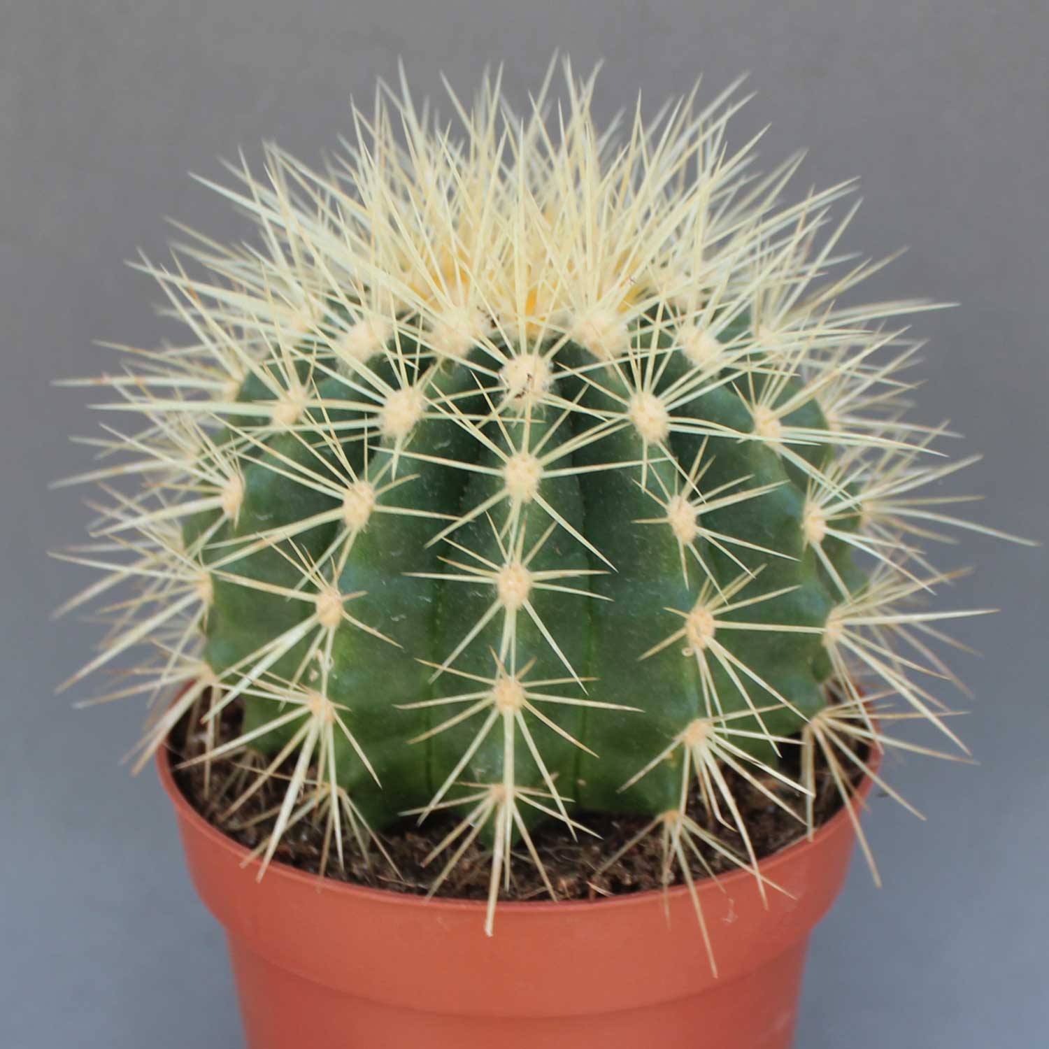 You are currently viewing Echinocactus grusonii