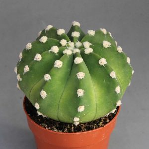 Read more about the article Echinopsis denudatum