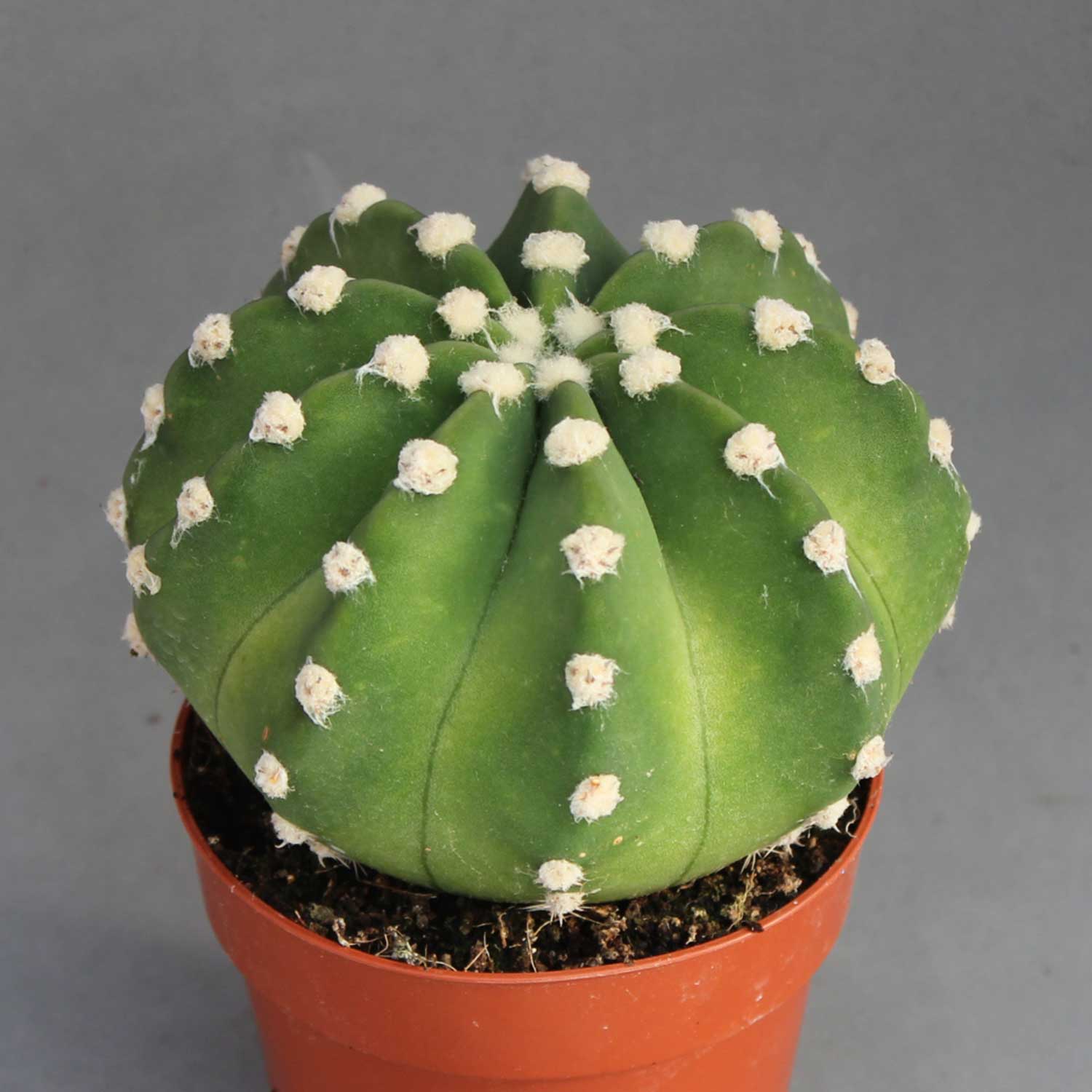Echinopsis denudatum