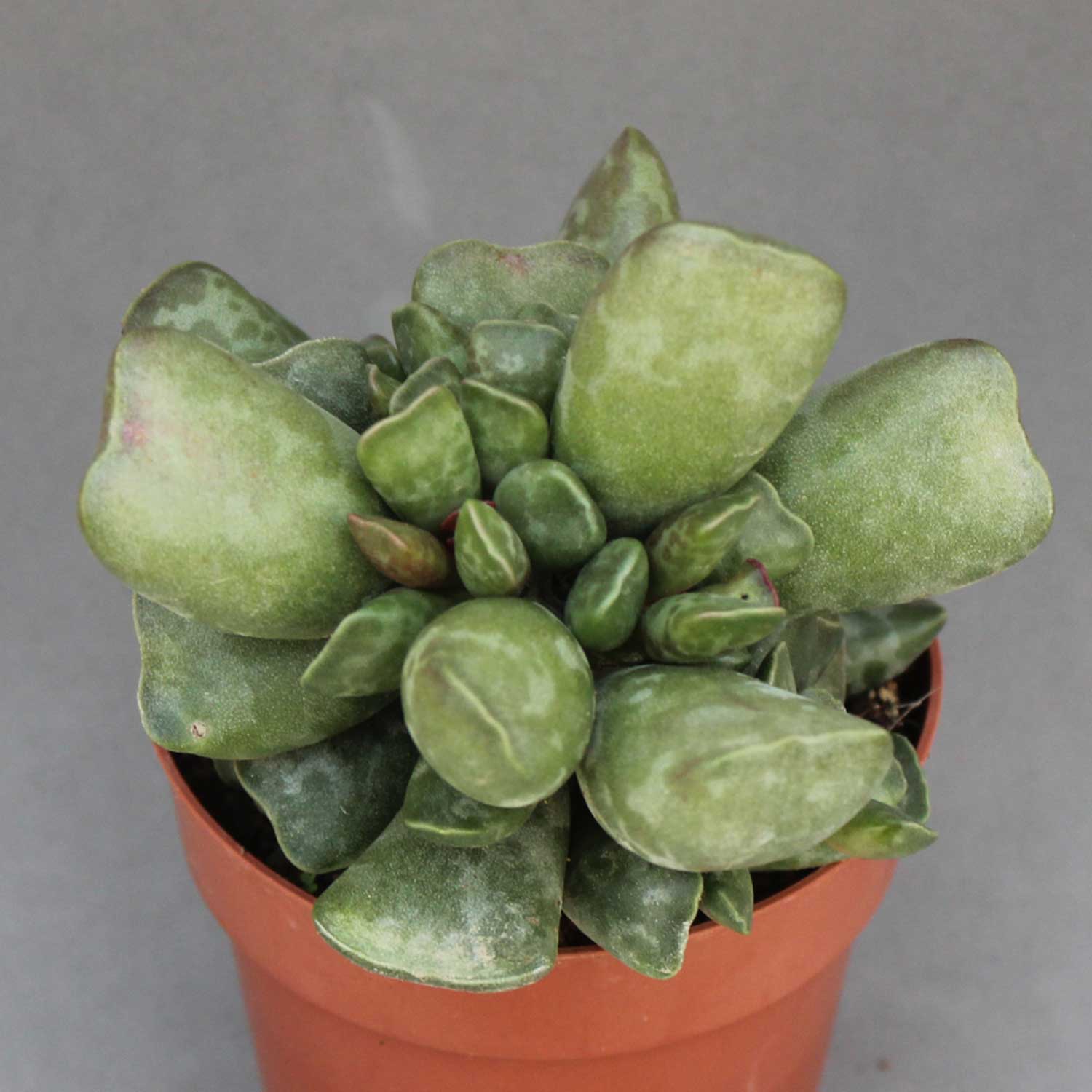 You are currently viewing Adromischus cooperii