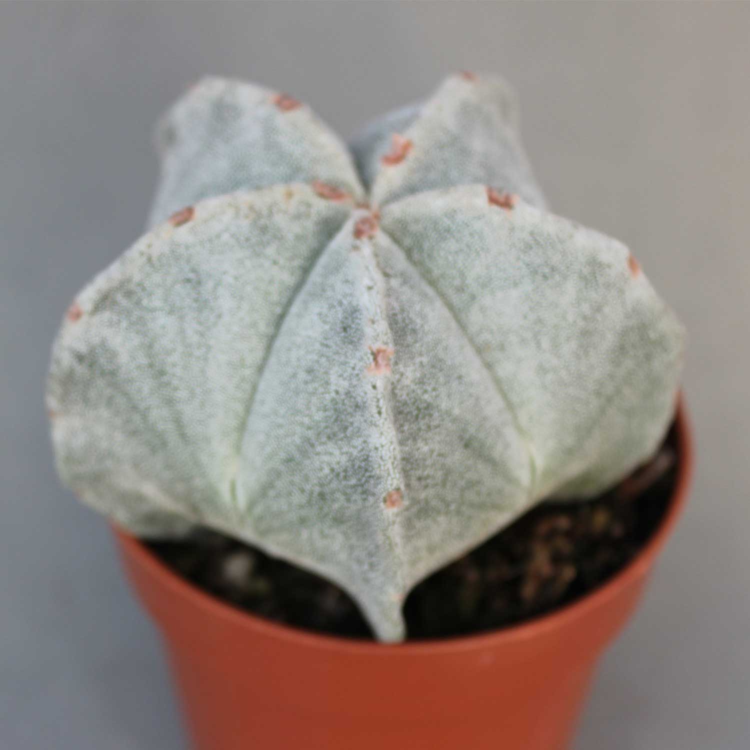 You are currently viewing Astrophytum myriostigma