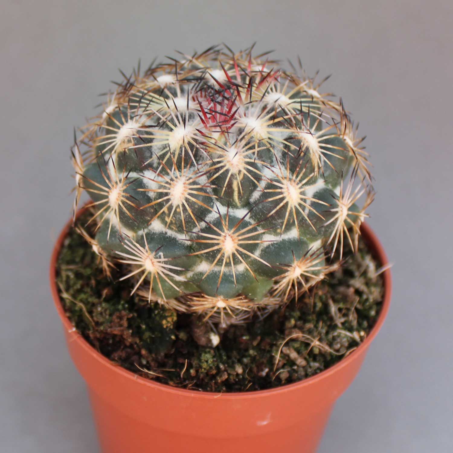 You are currently viewing Coryphantha cornifera