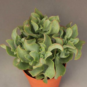 Read more about the article Crassula blue jade