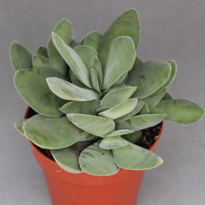 Read more about the article Crassula cotyledonis