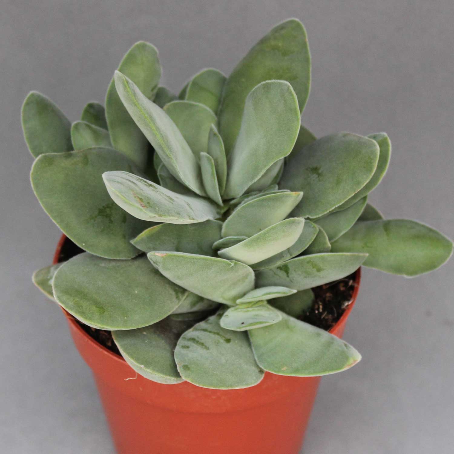 You are currently viewing Crassula cotyledonis