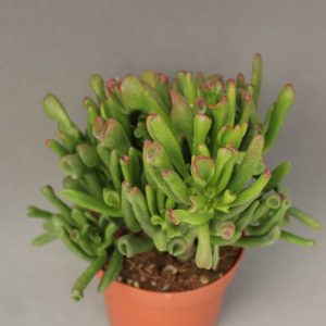 Read more about the article Crassula horntree