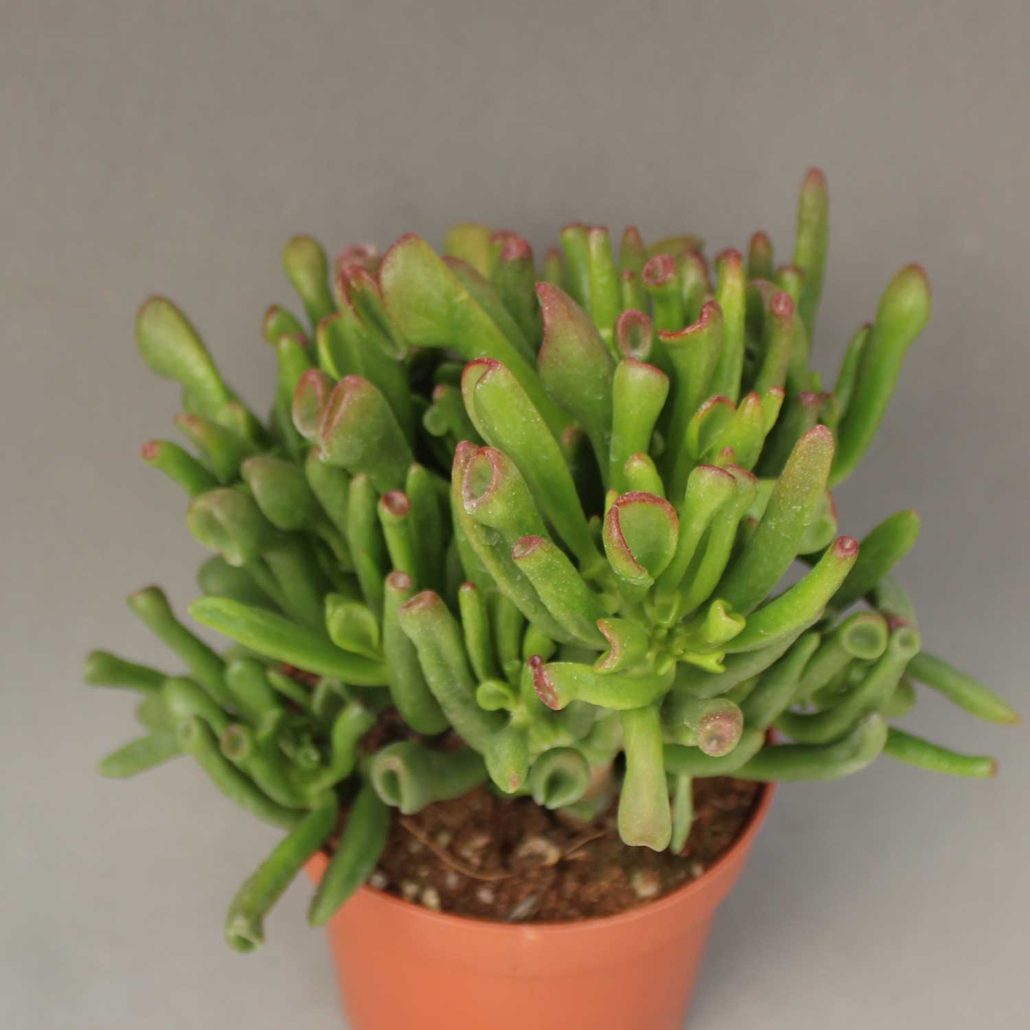 You are currently viewing Crassula horntree