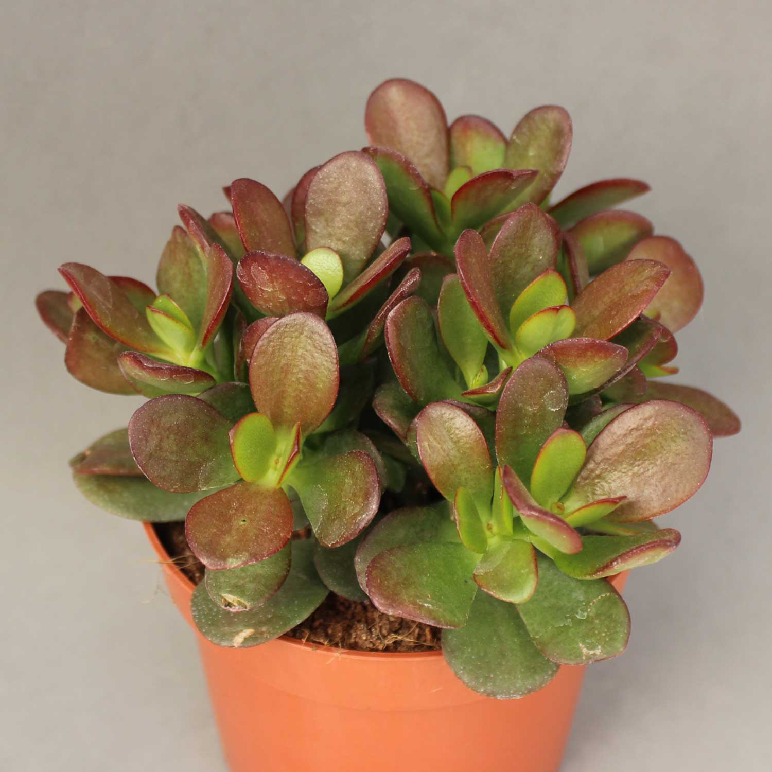 You are currently viewing Crassula minor