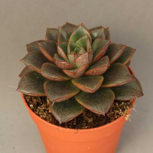 Read more about the article Echeveria dionysos