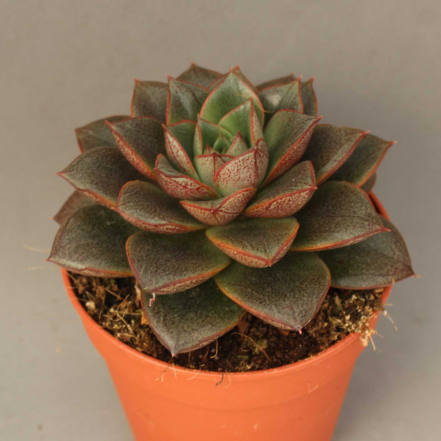 You are currently viewing Echeveria dionysos