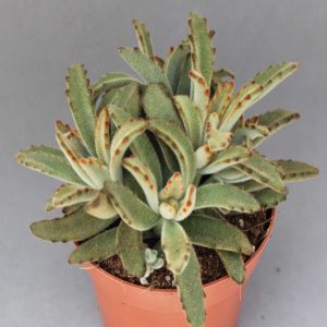 Read more about the article Kalanchoe tomentosa