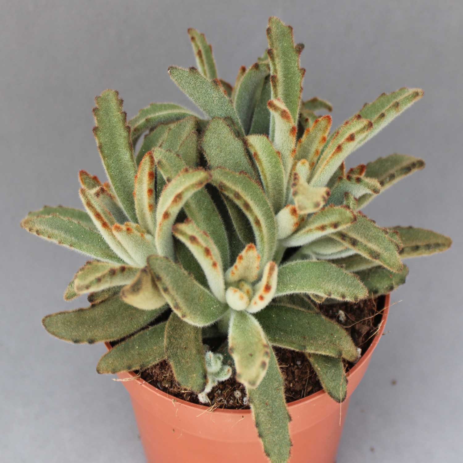 You are currently viewing Kalanchoe tomentosa