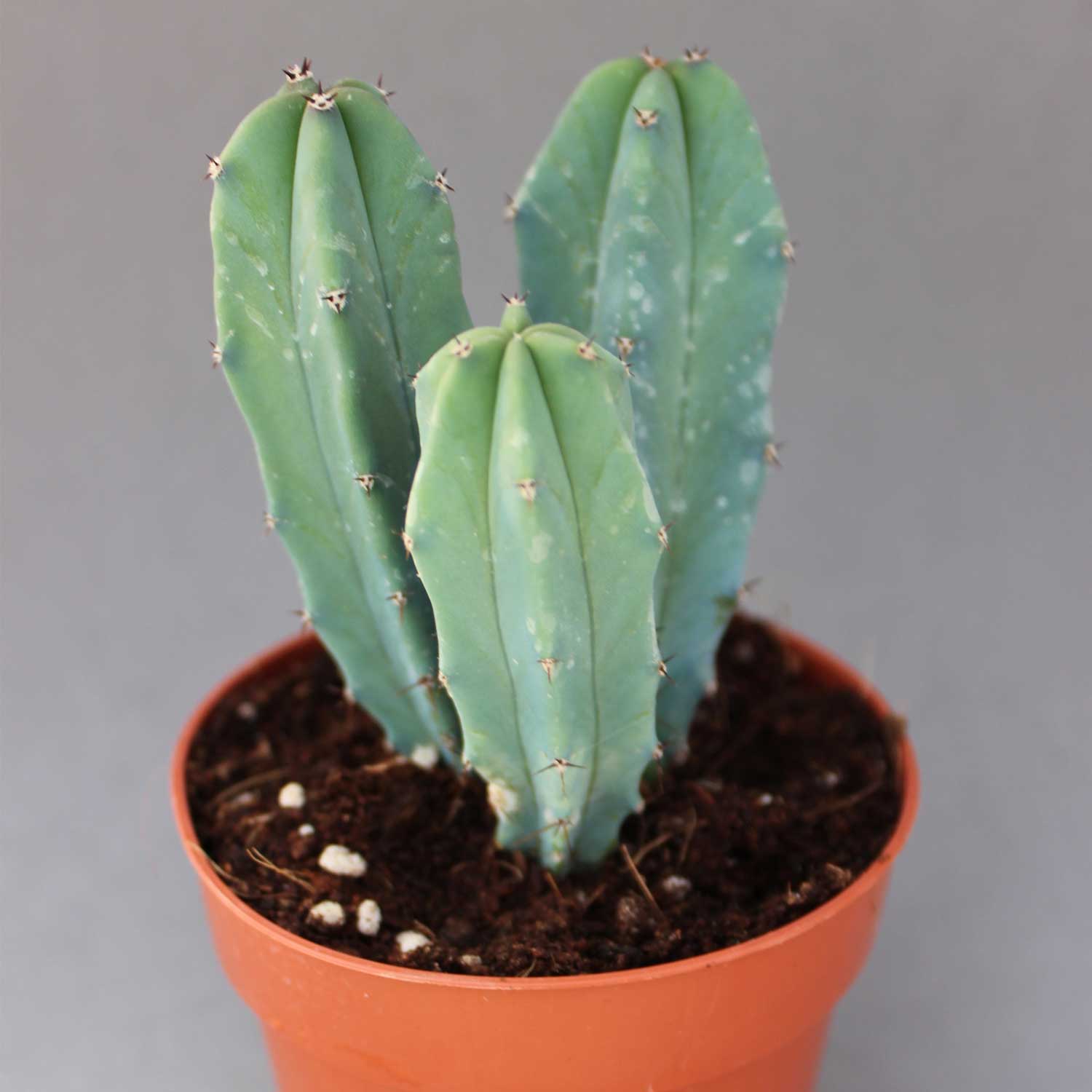 You are currently viewing Myrtillocactus geometrizans