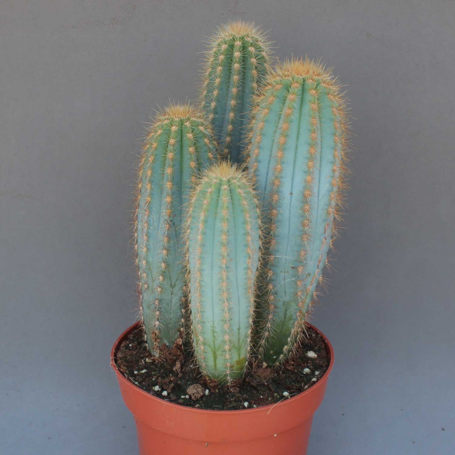 You are currently viewing Pilosocereus pachycladus