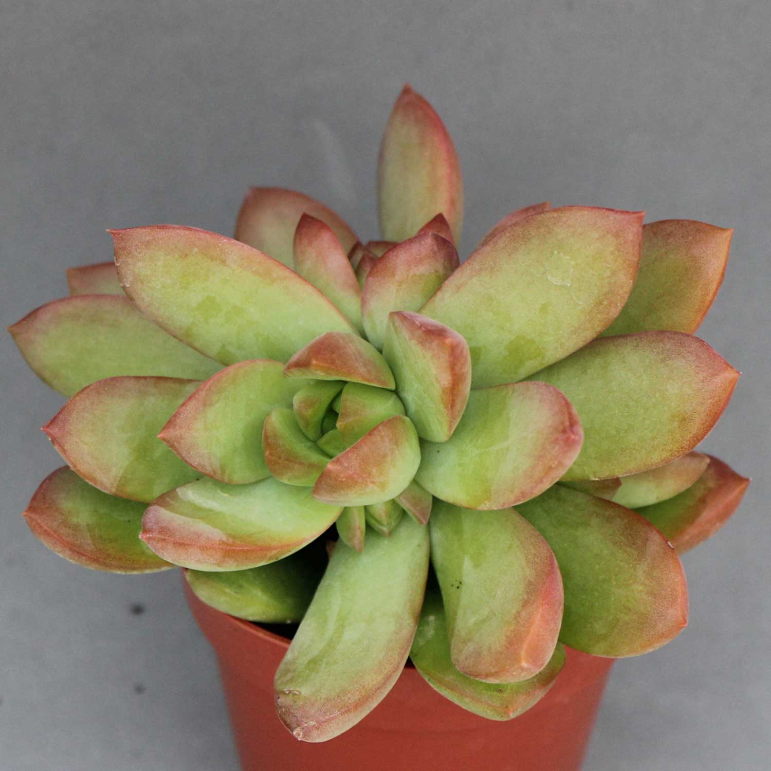 You are currently viewing Sedum adolphii