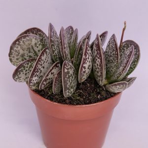 Read more about the article Adromischus maculatus