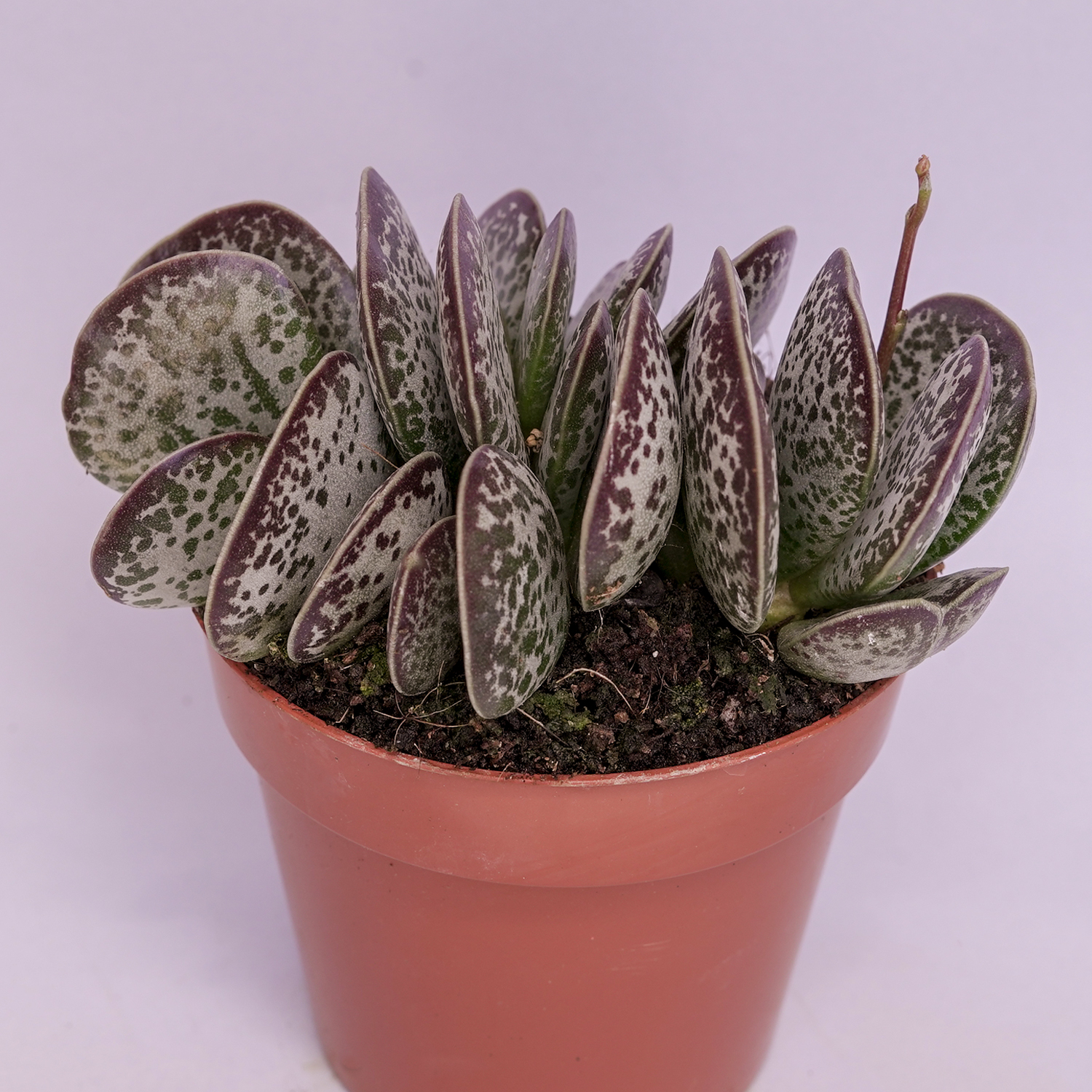 You are currently viewing Adromischus maculatus