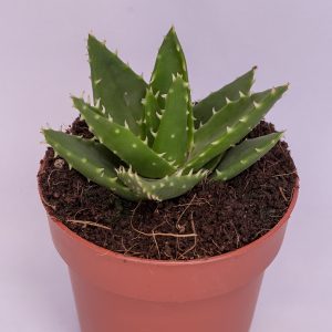Read more about the article Aloe mitriformis