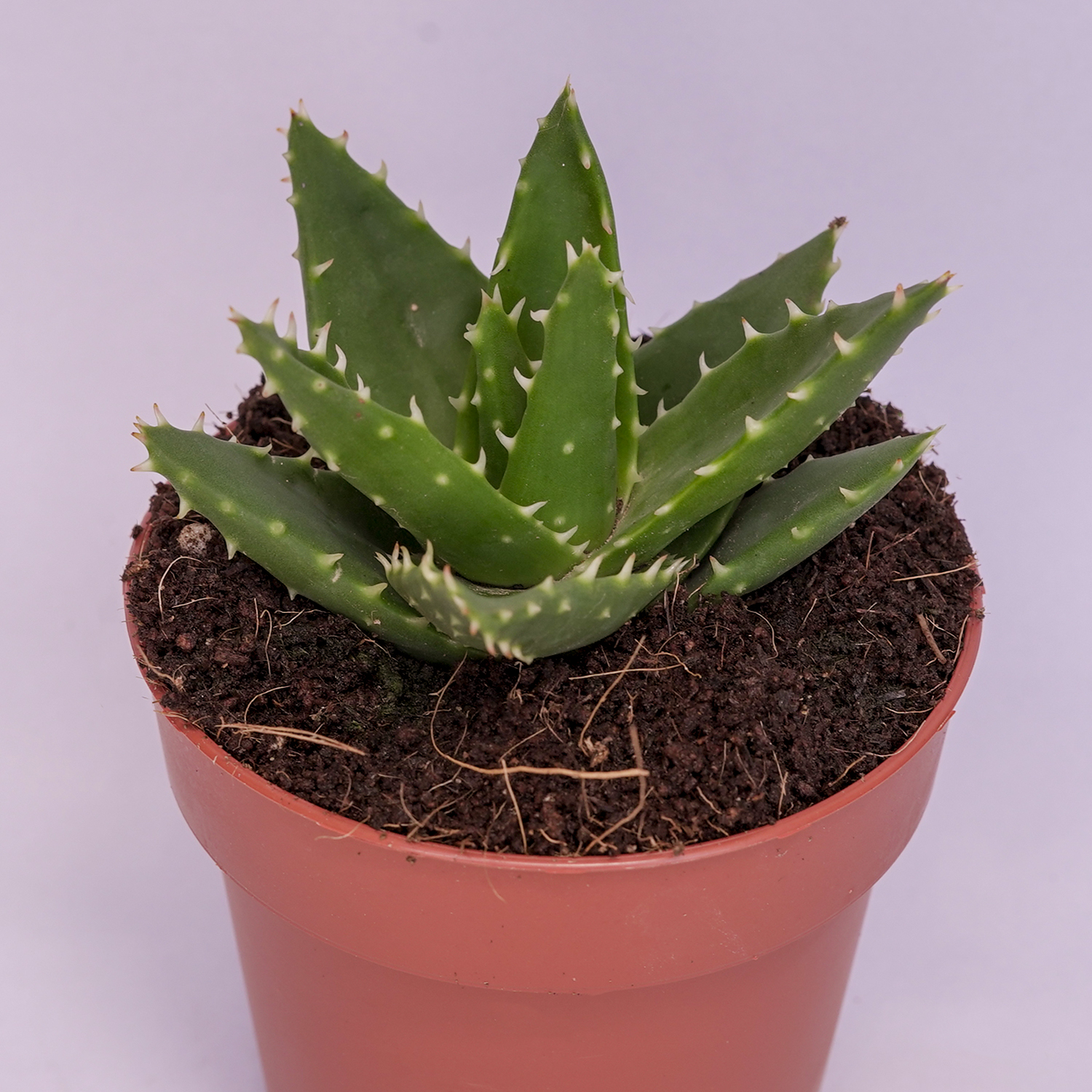 You are currently viewing Aloe mitriformis