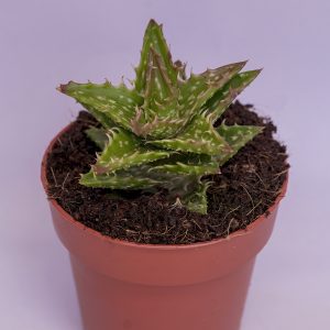 Read more about the article Aloe squarrosa