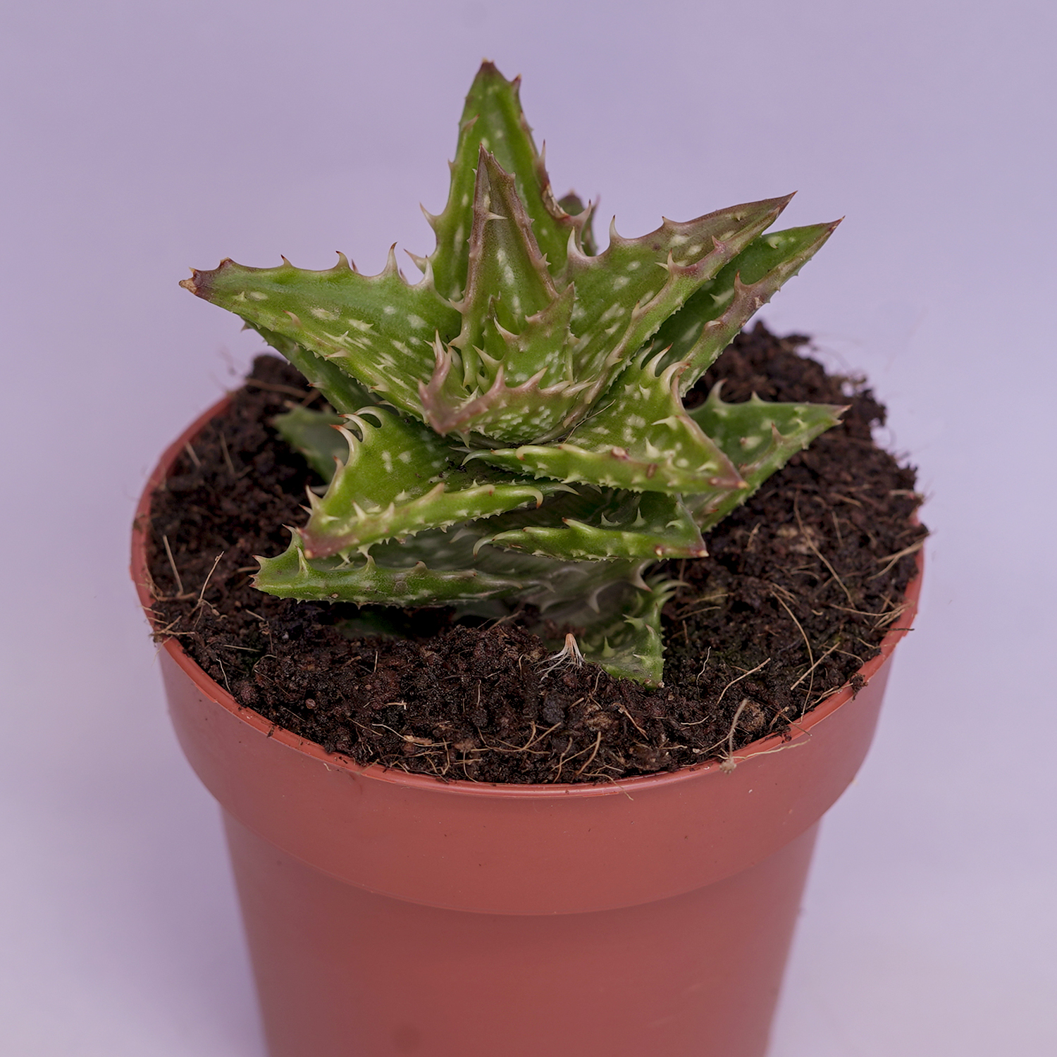 You are currently viewing Aloe squarrosa
