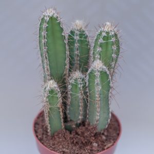 Read more about the article Cereus forbesii