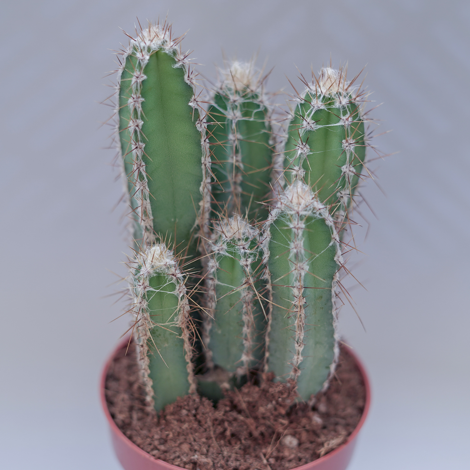 You are currently viewing Cereus forbesii