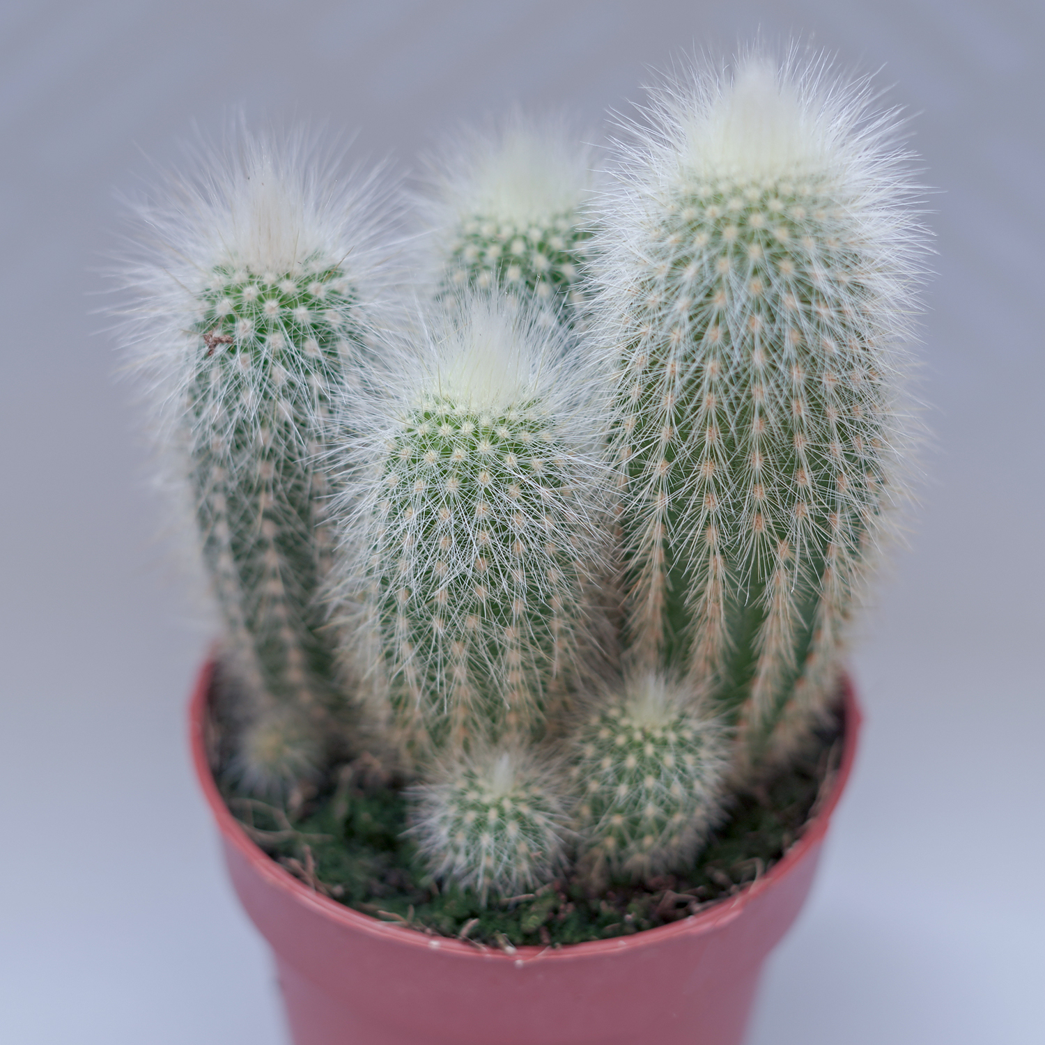 You are currently viewing Cleistocactus strausii