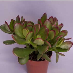 Read more about the article Crassula ovata sunset