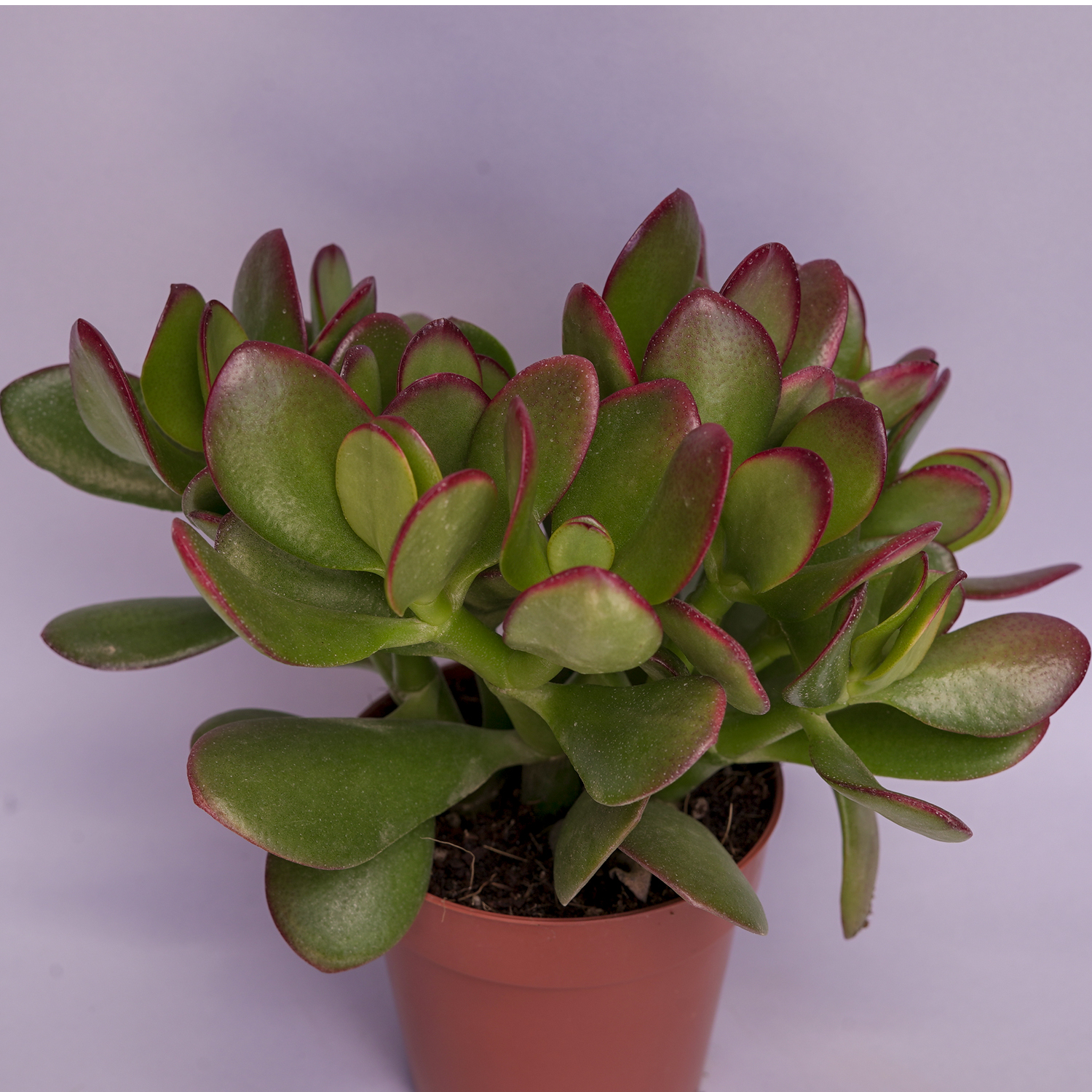 You are currently viewing Crassula ovata sunset