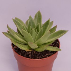 Read more about the article Echeveria agavoides