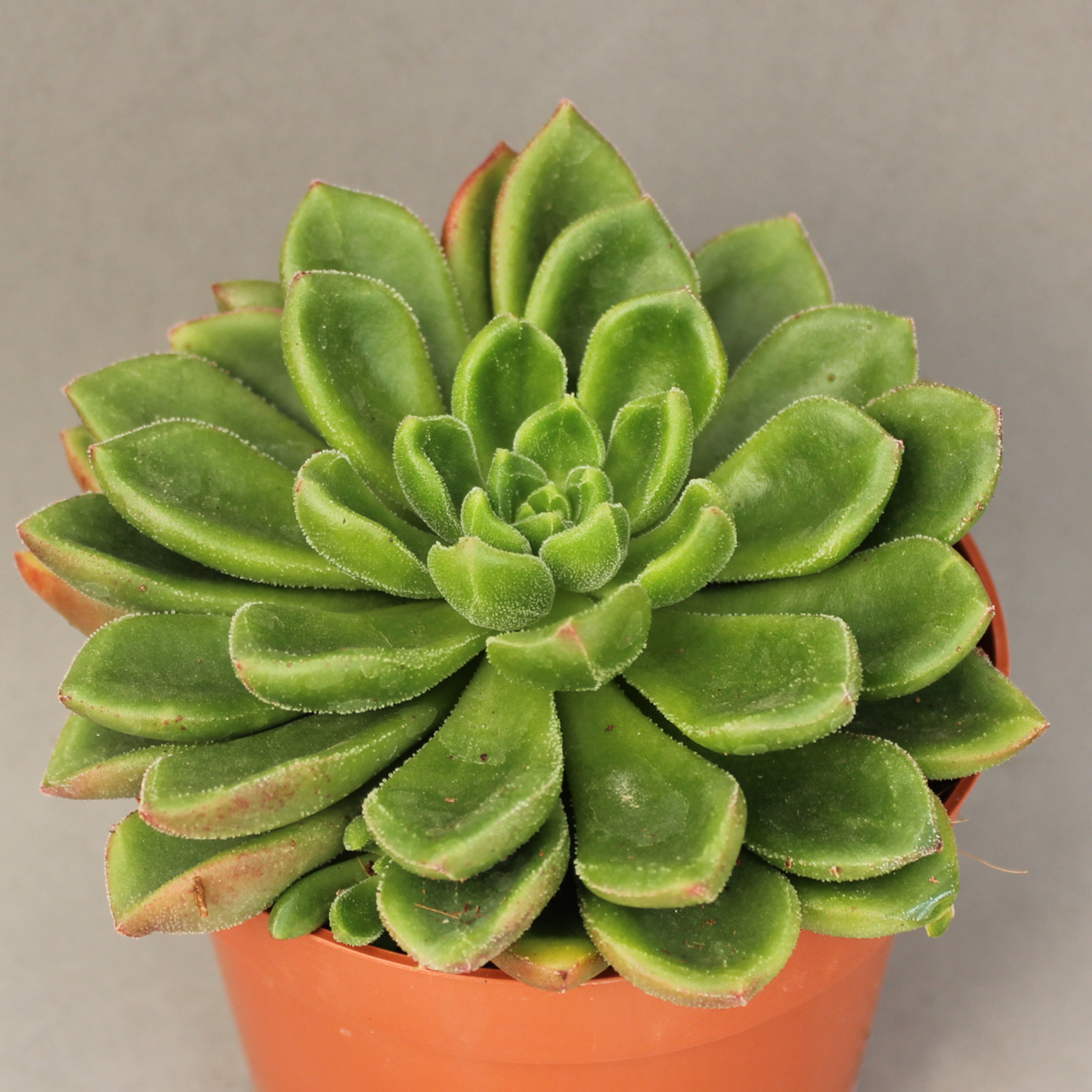 You are currently viewing Echeveria chubbs