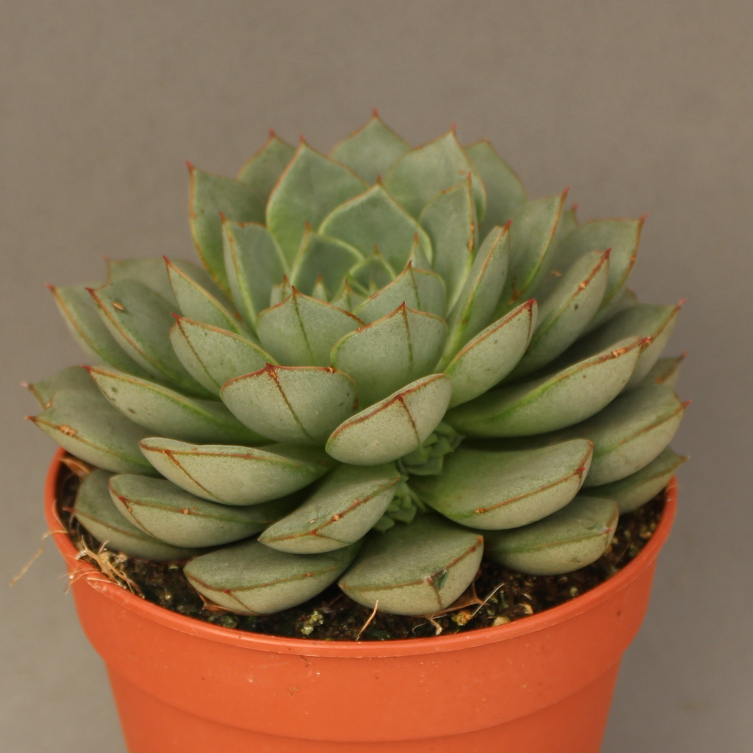 You are currently viewing Echeveria parva