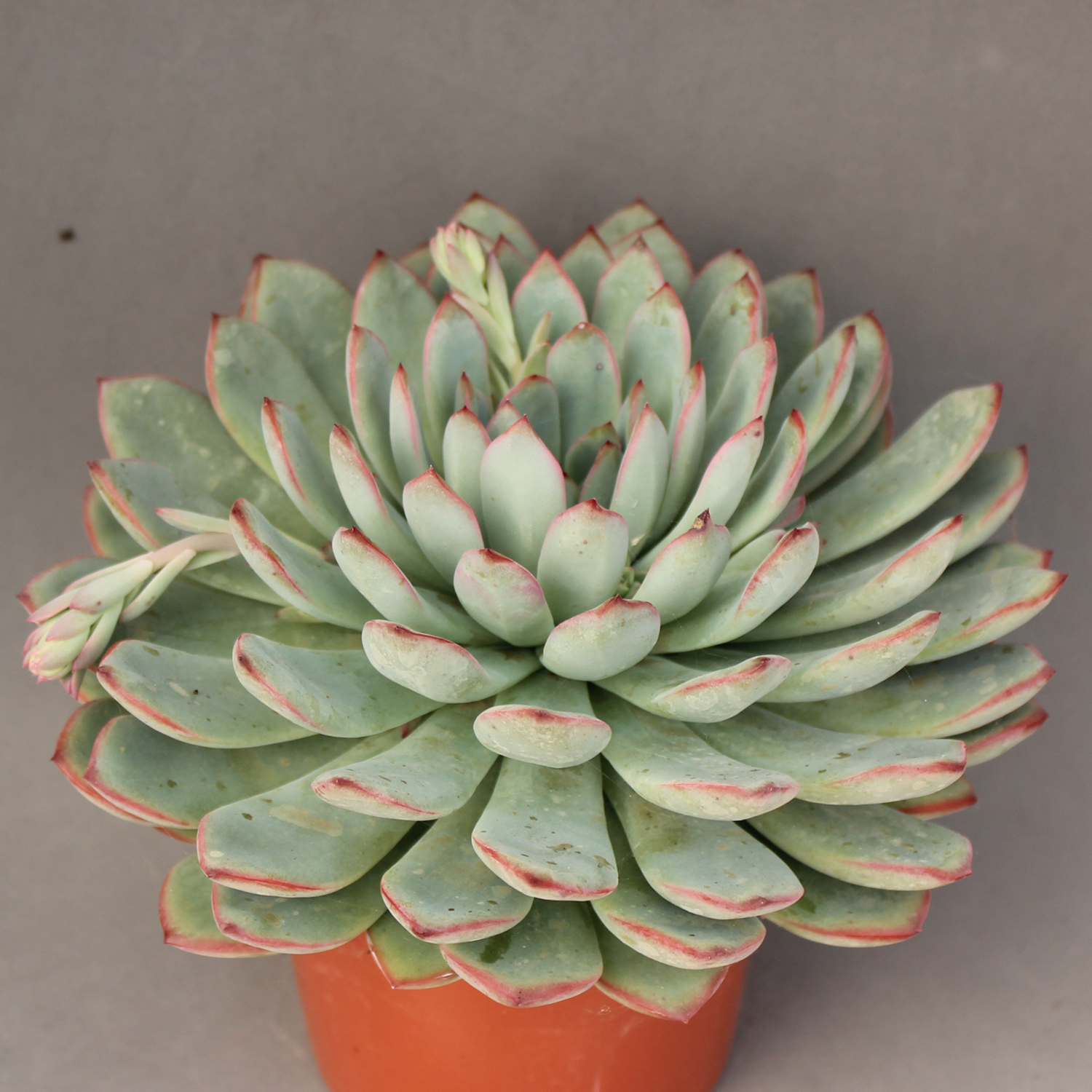 You are currently viewing Echeveria pink edge