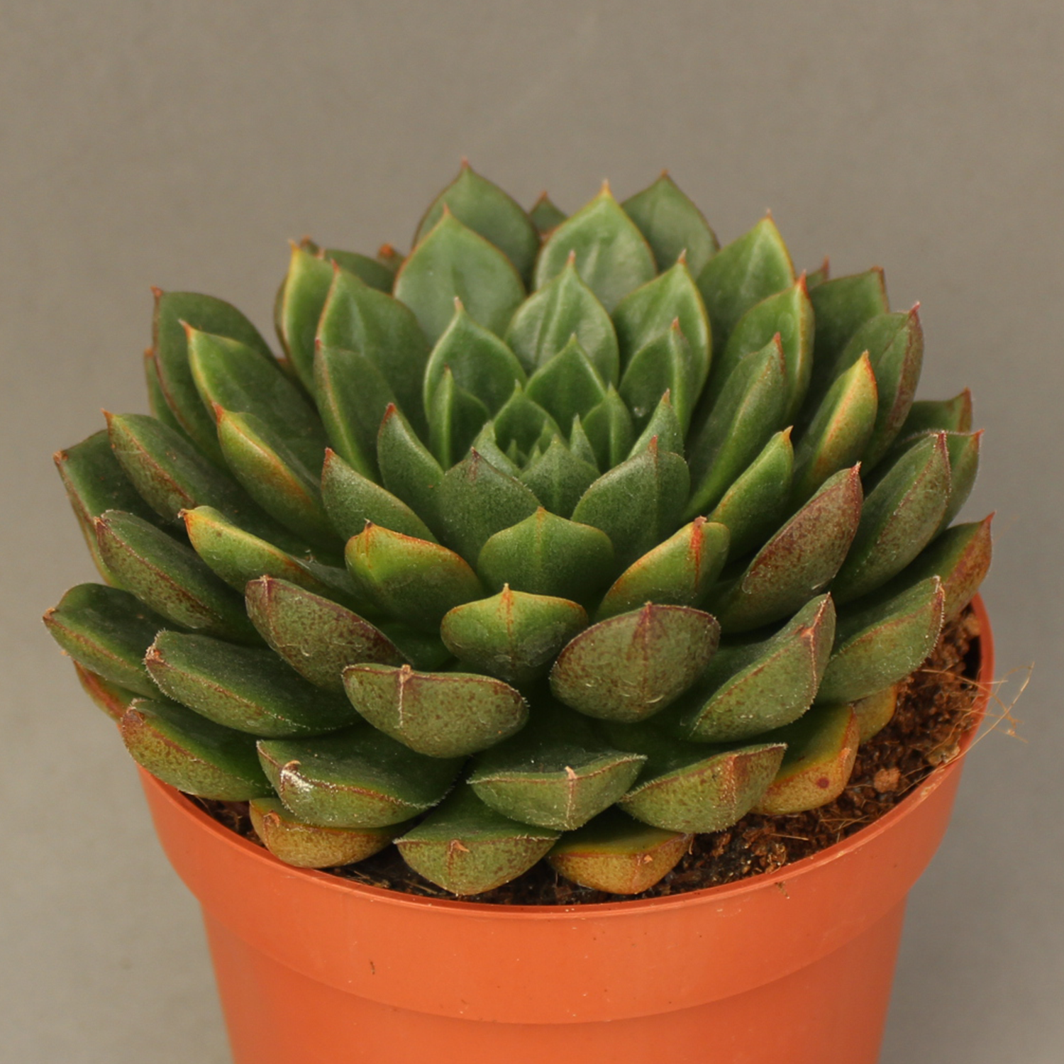 You are currently viewing Echeveria setorum victor