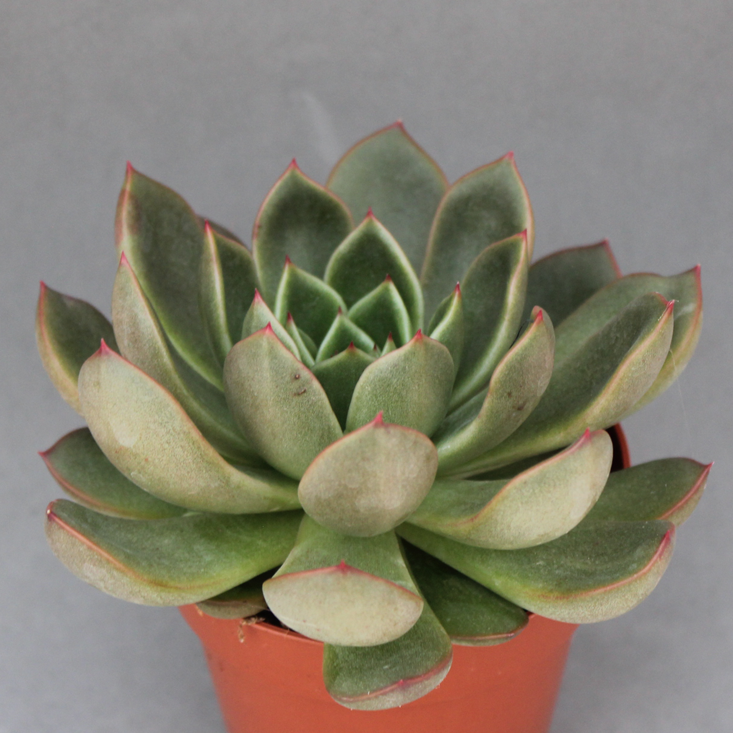You are currently viewing Echeveria telstar