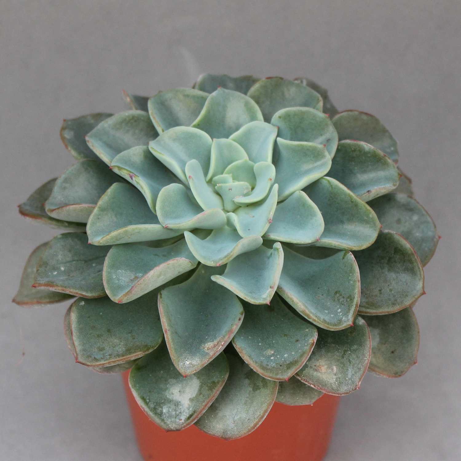 You are currently viewing Echeveria vanbren