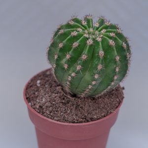 Read more about the article Echinopsis multiplex